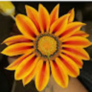 Meet your Posher, Celeste